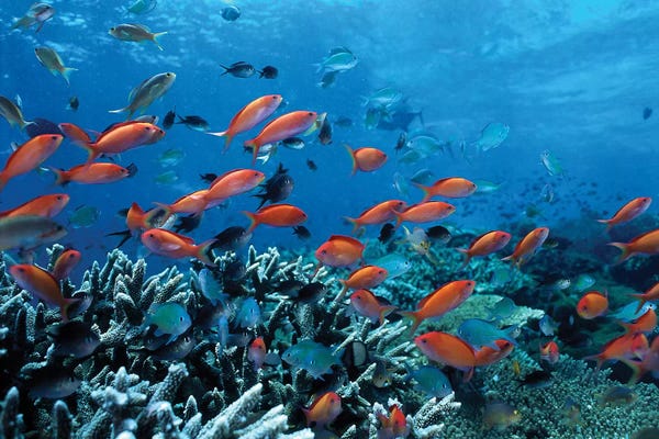 Coral: Ocean Fish Coral Reef by Unknown Artist