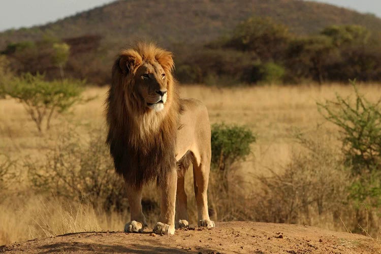 African Lion