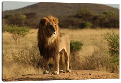 African Lion Canvas Art Print - Public Domain TEMP
