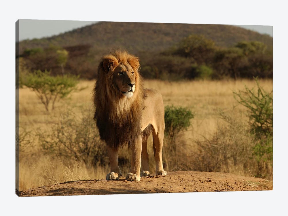 African Lion by Unknown Artist 1-piece Art Print