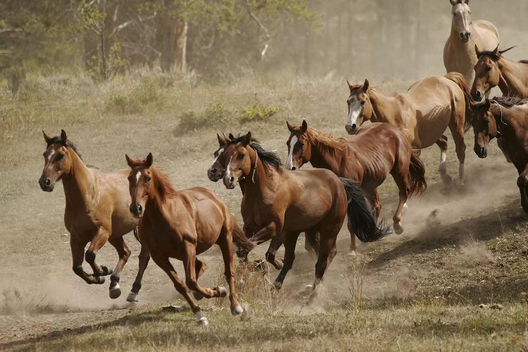 Western Ranch Wild Mustangs