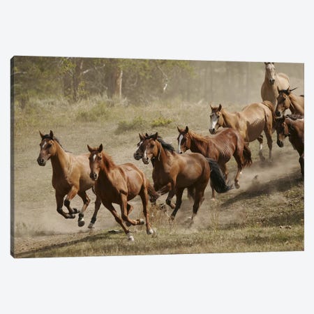 Western Ranch Wild Mustangs Canvas Print #51} by Unknown Artist Canvas Wall Art