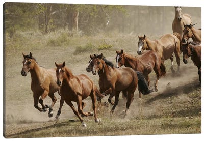 Western Ranch Wild Mustangs Canvas Art Print - Unknown Artist