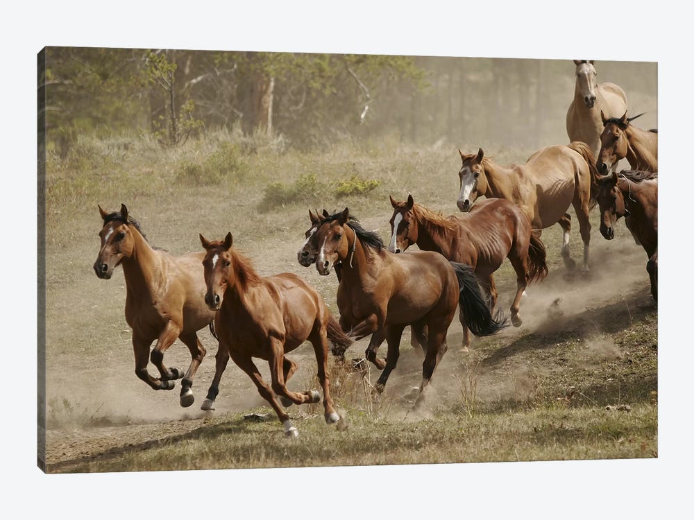 Western Ranch Wild Mustangs by Unknown Artist 1-piece Canvas Artwork