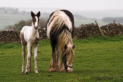 Horses by Unknown Artist metal wall art