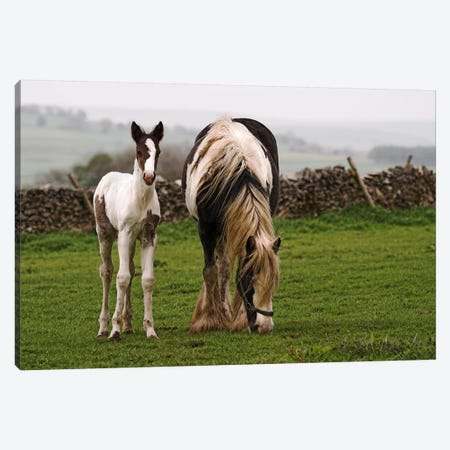 Horses Canvas Print #52} by Unknown Artist Canvas Artwork