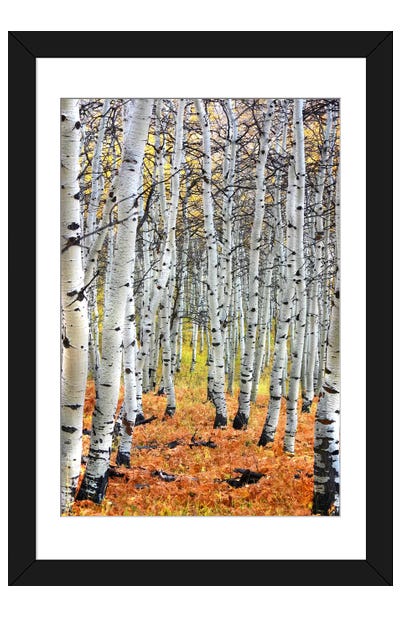 Autumn In Aspen Paper Art Print - Photography Art
