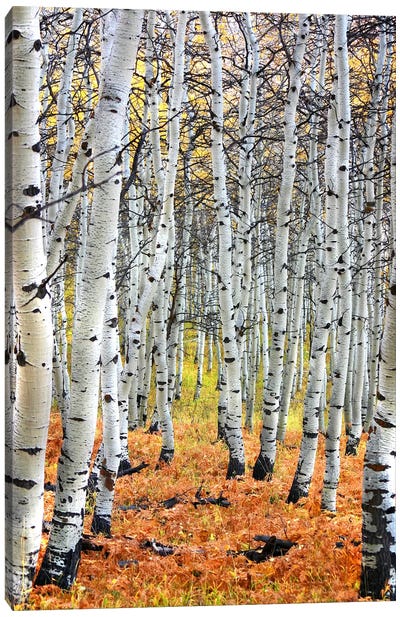 Autumn In Aspen Canvas Art Print - Floral & Botanical Art
