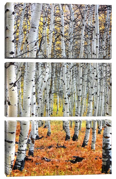 Autumn In Aspen Canvas Art Print - 3-Piece Tree Art