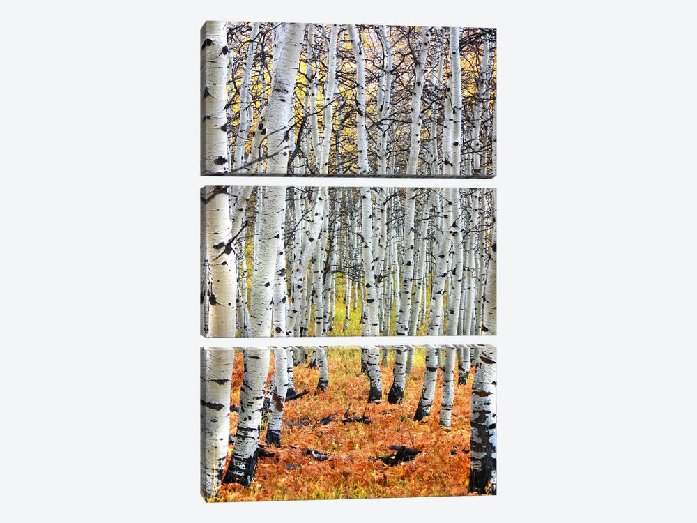 Autumn In Aspen by Unknown Artist 3-piece Canvas Art