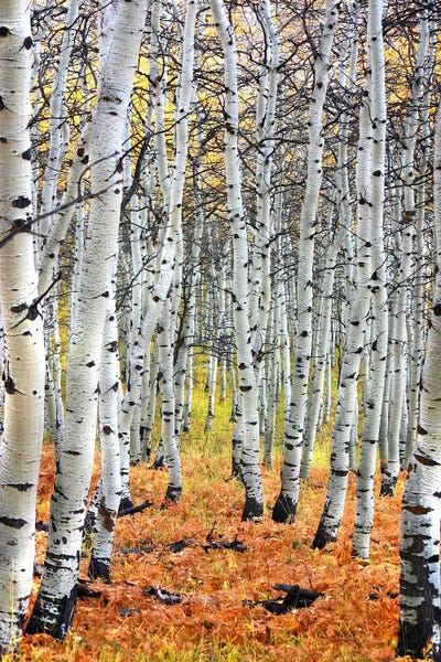 Large Wall Art & Big Canvas Prints: Autumn In Aspen by Unknown Artist