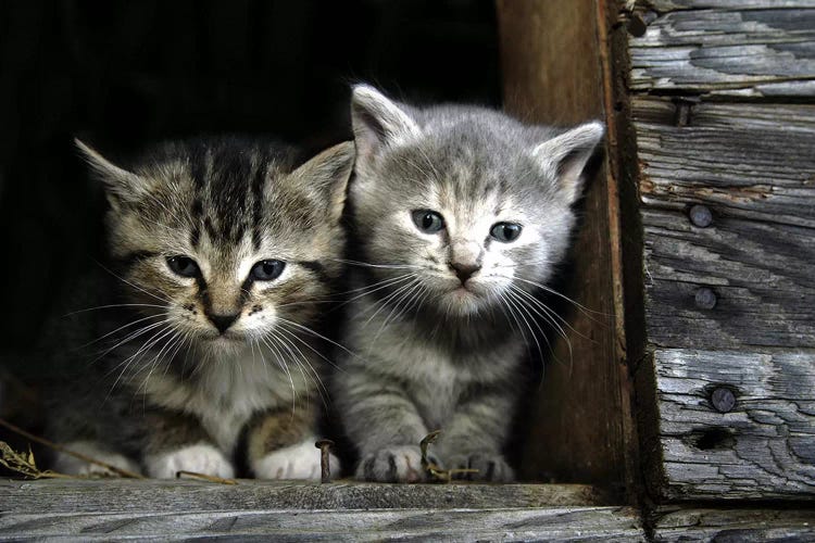 Kittens by Unknown Artist wall art