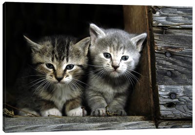 Kittens Canvas Art Print - Animal & Pet Photography