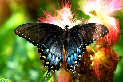 Swallowtail Butterfly by Unknown Artist canvas print