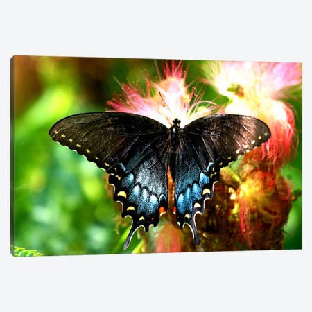 Swallowtail Butterfly Canvas Print #6} by Unknown Artist Art Print