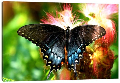 Swallowtail Butterfly Canvas Art Print - Public Domain TEMP