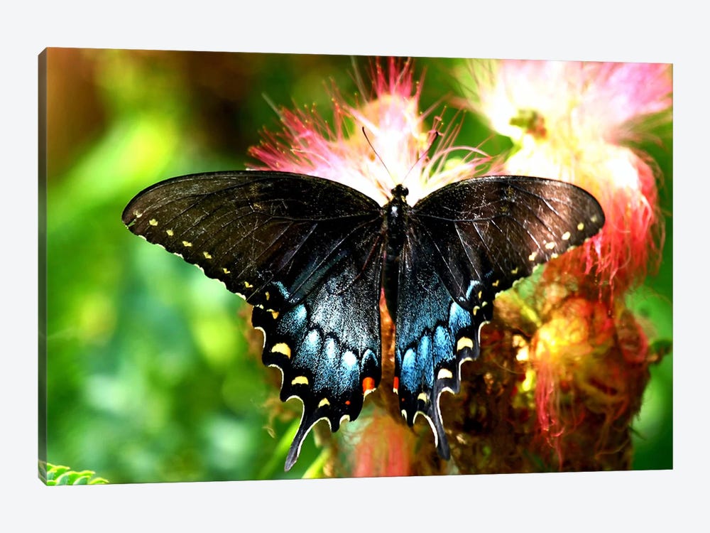 Swallowtail Butterfly by Unknown Artist 1-piece Art Print