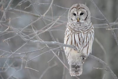 Barred Owl on Branches by Unknown Artist framed canvas print