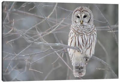 Barred Owl on Branches Canvas Art Print - Seasonal Art