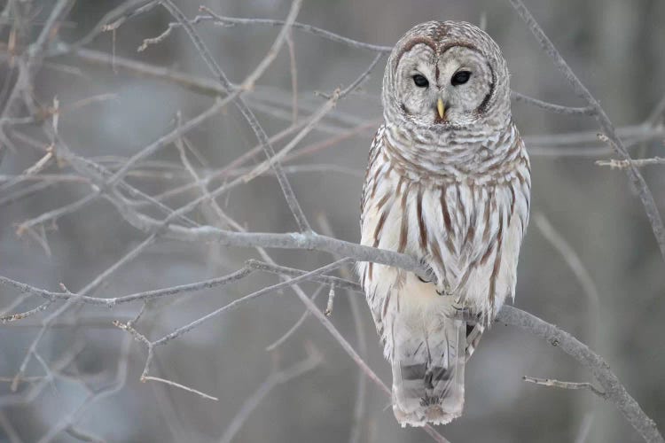 Barred Owl on Branches