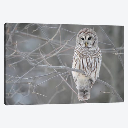 Barred Owl on Branches Canvas Print #7008} by Unknown Artist Canvas Wall Art
