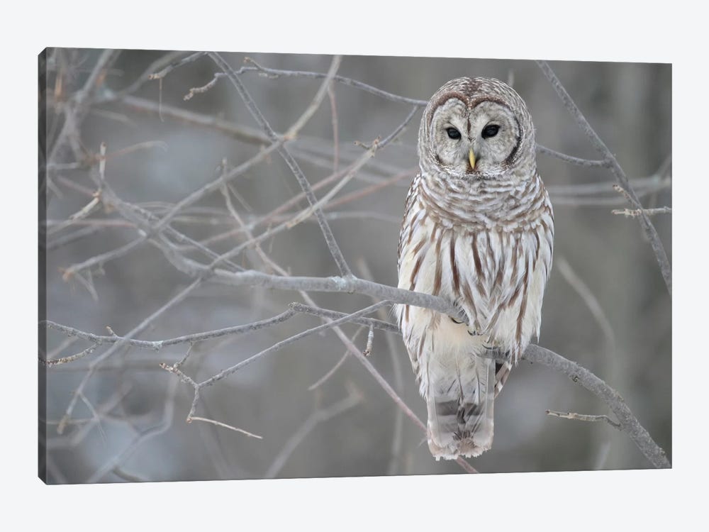 Barred Owl on Branches 1-piece Canvas Art