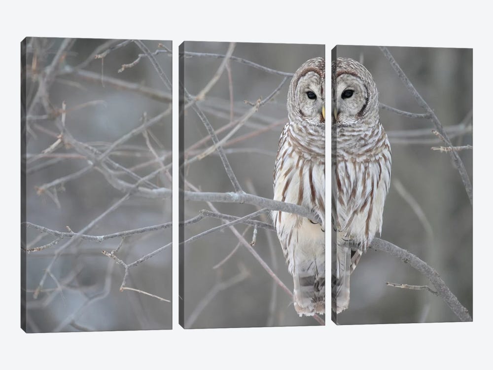 Barred Owl on Branches by Unknown Artist 3-piece Canvas Art
