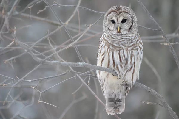 Winter: Barred Owl on Branches by Unknown Artist
