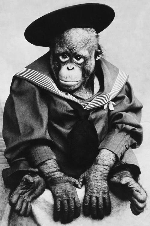 Monkey In Graduation Outfit Vintage Photopgraph by Unknown Artist wall art