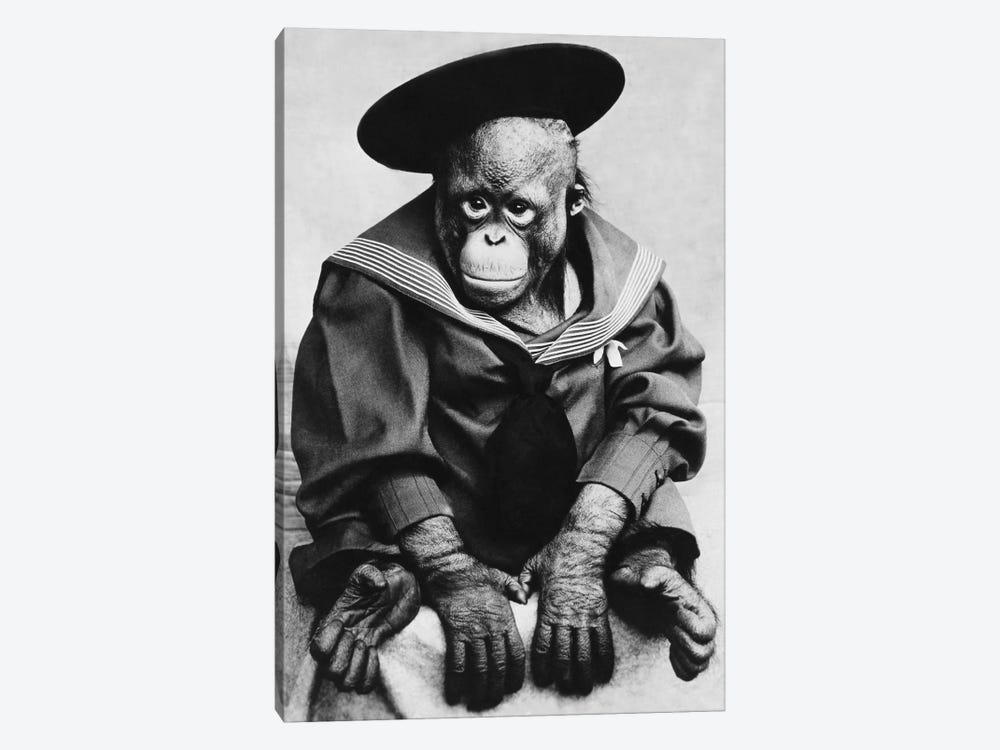 Monkey In Graduation Outfit Vintage Photopgraph by Unknown Artist 1-piece Canvas Art Print