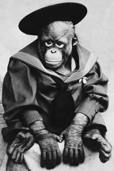 Black & White Pop Culture Art: Monkey In Graduation Outfit Vintage Photopgraph by Unknown Artist