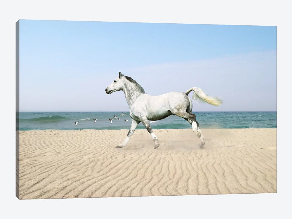 White Horse on The Beach by Bob Langrish 1-piece Canvas Art Print