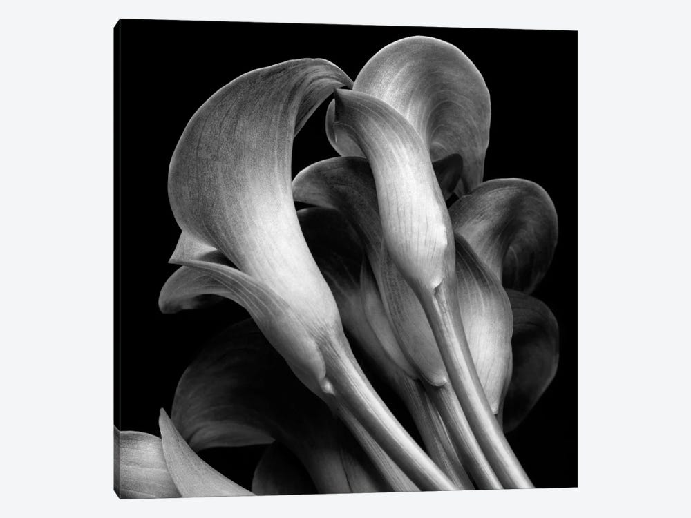 Lillies by Michael Harrison 1-piece Art Print