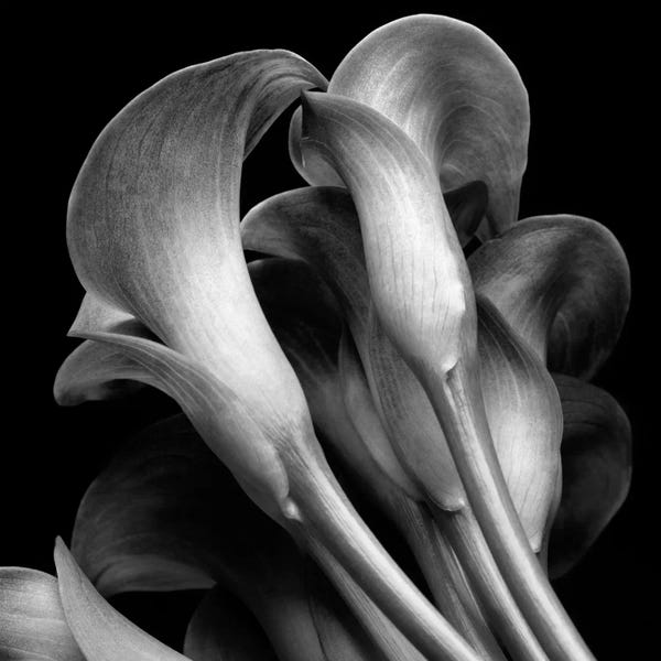Nature Close-Ups: Lillies by Michael Harrison