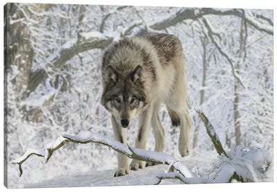 Zoo Wolf 03 Canvas Art Print - Wolf Art