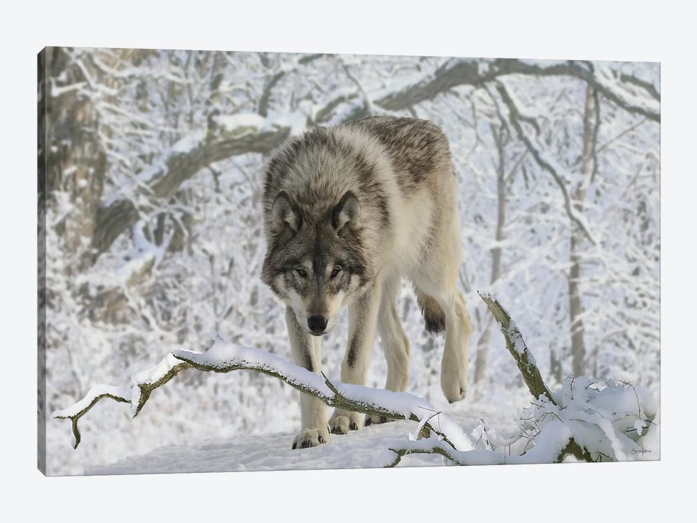 Zoo Wolf 03 by Gordon Semmens 1-piece Canvas Wall Art