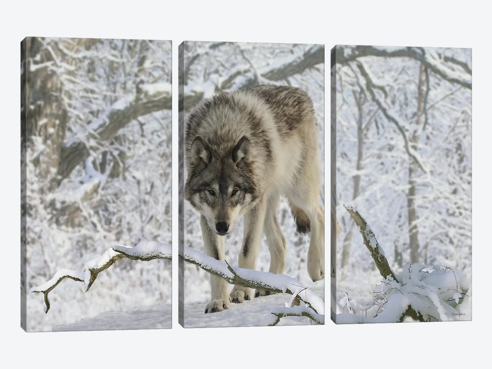 Zoo Wolf 03 by Gordon Semmens 3-piece Canvas Wall Art
