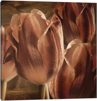 Copper Tulips Canvas Art Print - Copper & Rose