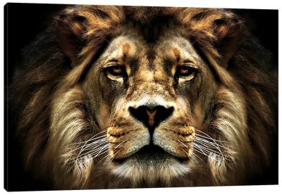 The Lion Canvas Art Print - Wild Cat Art