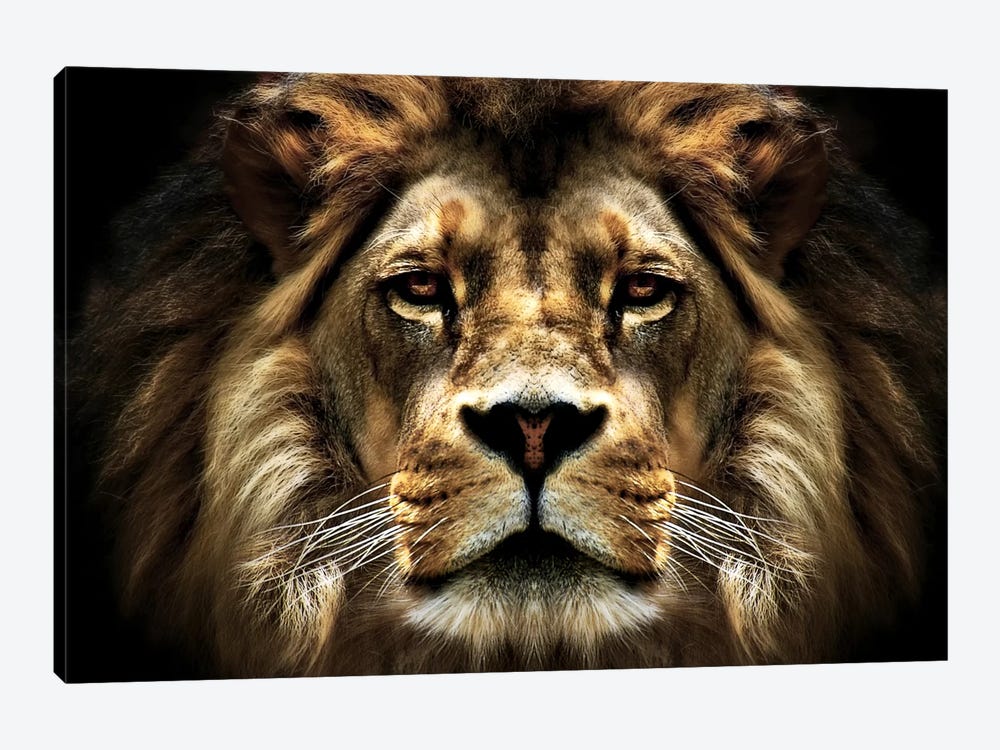 The Lion by SD Smart 1-piece Canvas Art Print