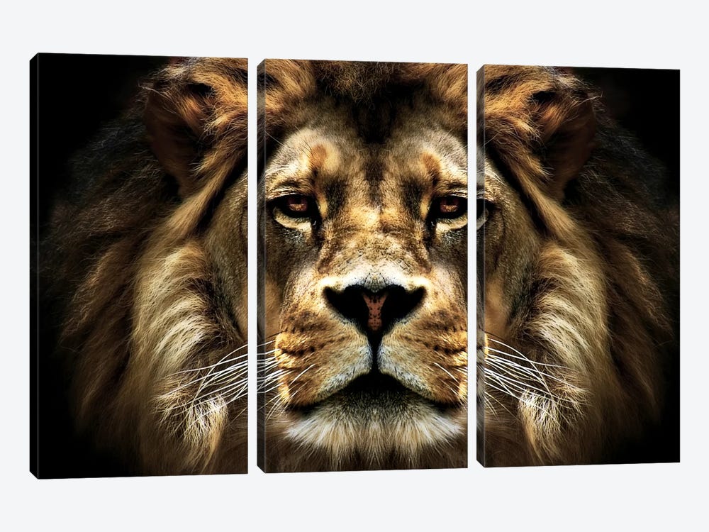 The Lion by SD Smart 3-piece Canvas Print