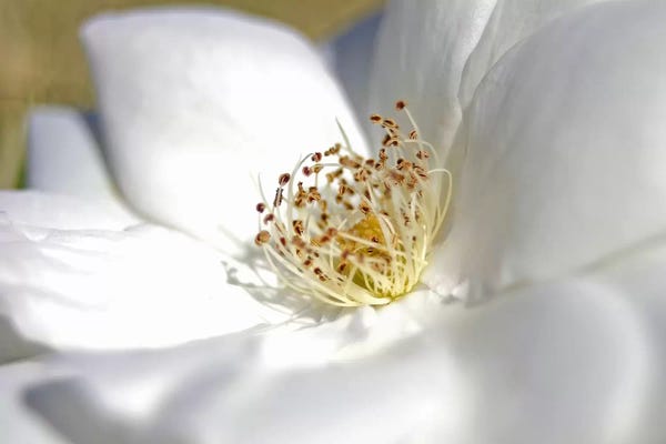 Macro Photography: Eight by SD Smart