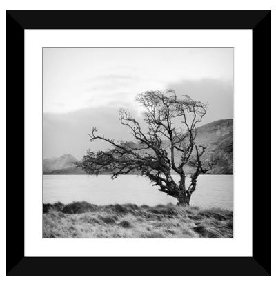 Connemara Tree I Paper Art Print - Geoffrey Ansel Agrons