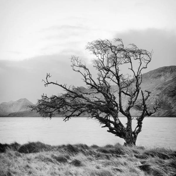 Black & White Florals: Connemara Tree I by Geoffrey Ansel Agrons