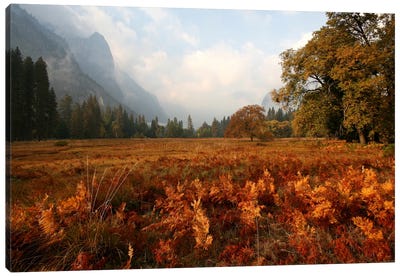 Meadow Canvas Art Print - Field, Grassland & Meadow Art