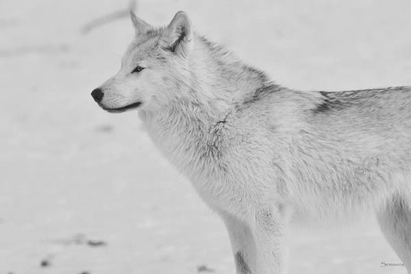 White Wolf
