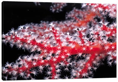 Red Gorgonian Coral Canvas Art Print - Coral Art