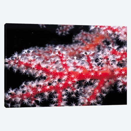 Red Gorgonian Coral Canvas Print #7200} by Unknown Artist Canvas Art