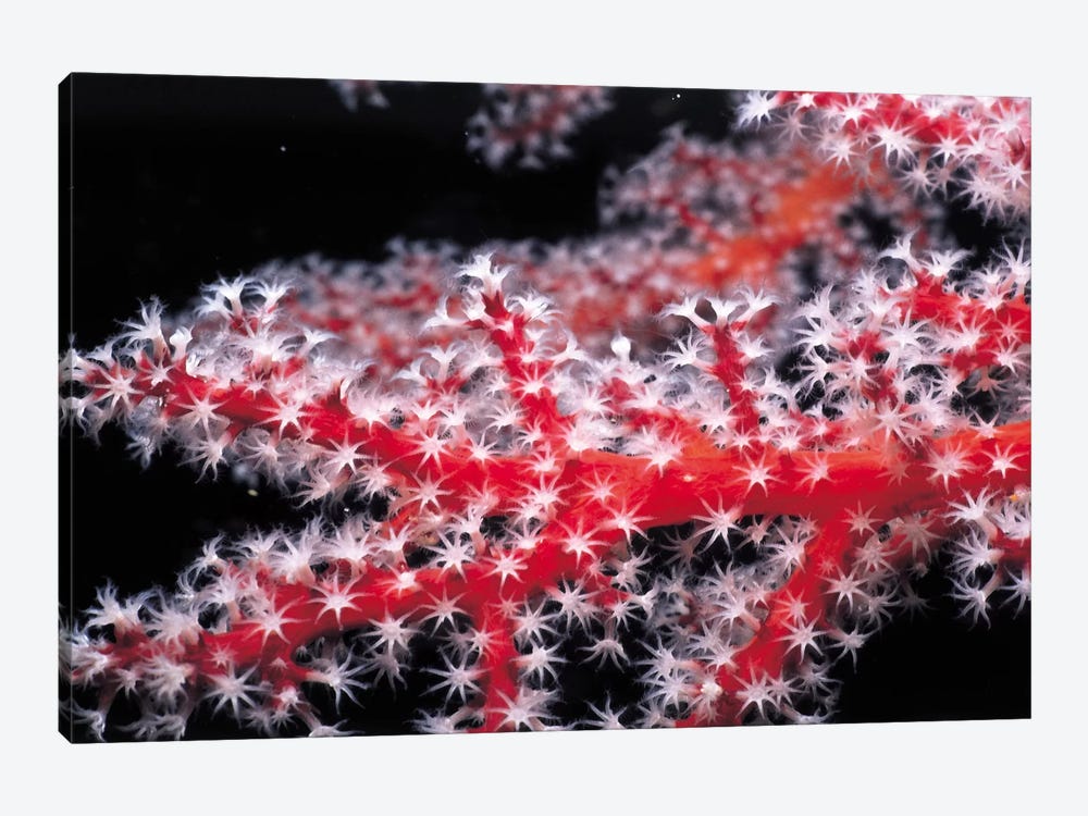 Red Gorgonian Coral by Unknown Artist 1-piece Canvas Print