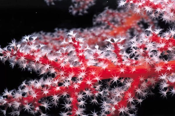 Coral: Red Gorgonian Coral by Unknown Artist